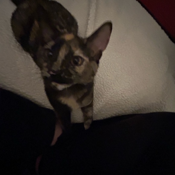 Meet your Posher, Anna - Picture 2 of 2